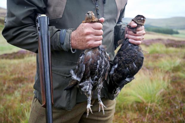 The grouse shooting season commences every year on August 12