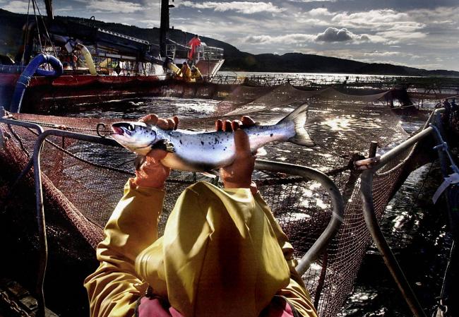 The number of salmon deaths was described as shocking
