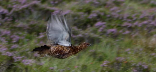 Charities claim red grouse are 'effectively farmed to be shot for entertainment'