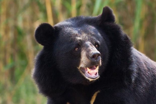 The project is tracking Asian black bears in Karuizawa Photograph: PA/Thinkstock