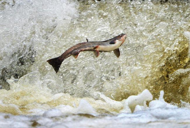 Salmon catches are thought to be at their lowest level since records began