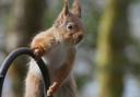 Trees for Life, a rewilding charity based in Scotland, has released six red squirrels into broadleaf woodland on the remote Drimnin Estate